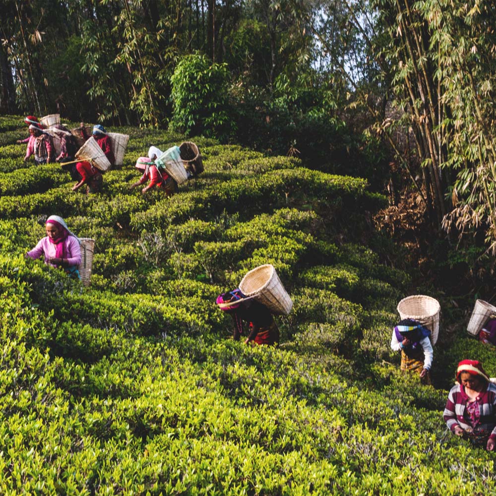 Nepali Himalayan Spring