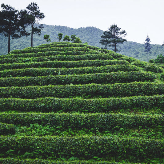 Chinese Longjing