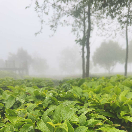 Chinese Pu'er