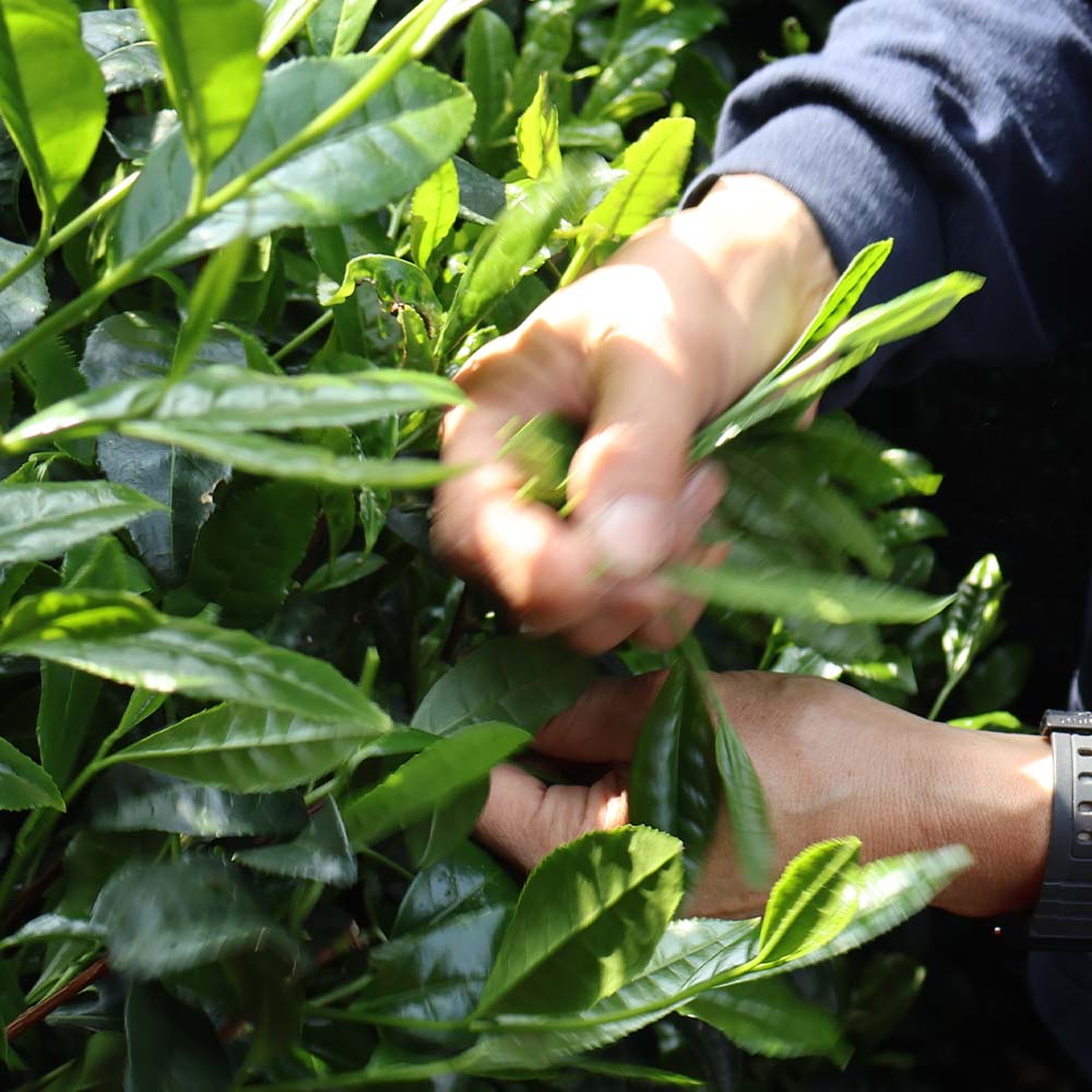 Japanese Genmaicha