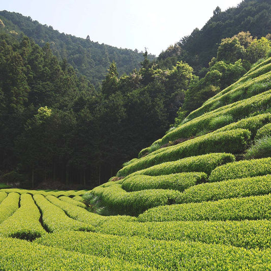 Japanese Sencha