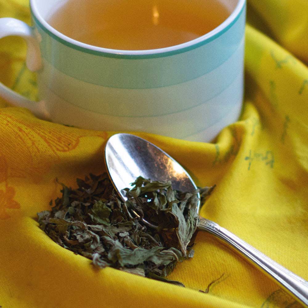 Malawi Spearmint