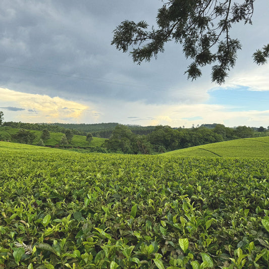 rolling hills of tea fields
