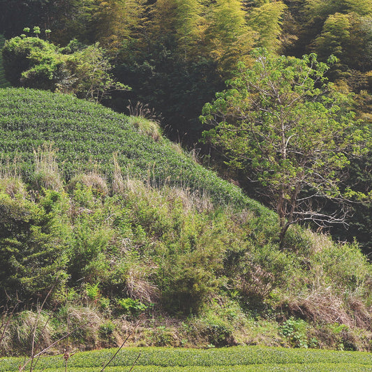 Japanese Sofu Sencha