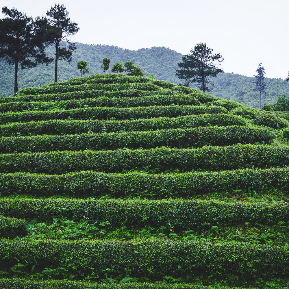 Chinese Longjing