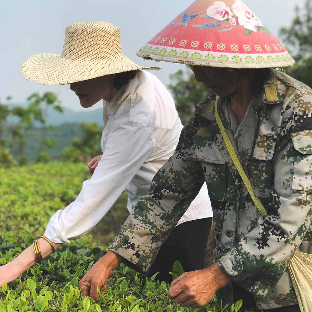 picture of chinese farmet harvest green tea leaves with the rare tea lady