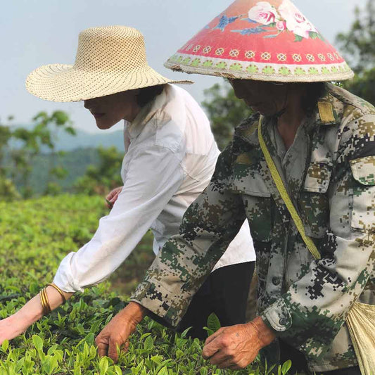 picture of chinese farmet harvest green tea leaves with the rare tea lady