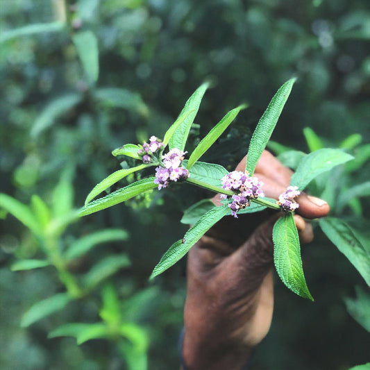 Ethiopian Koseret