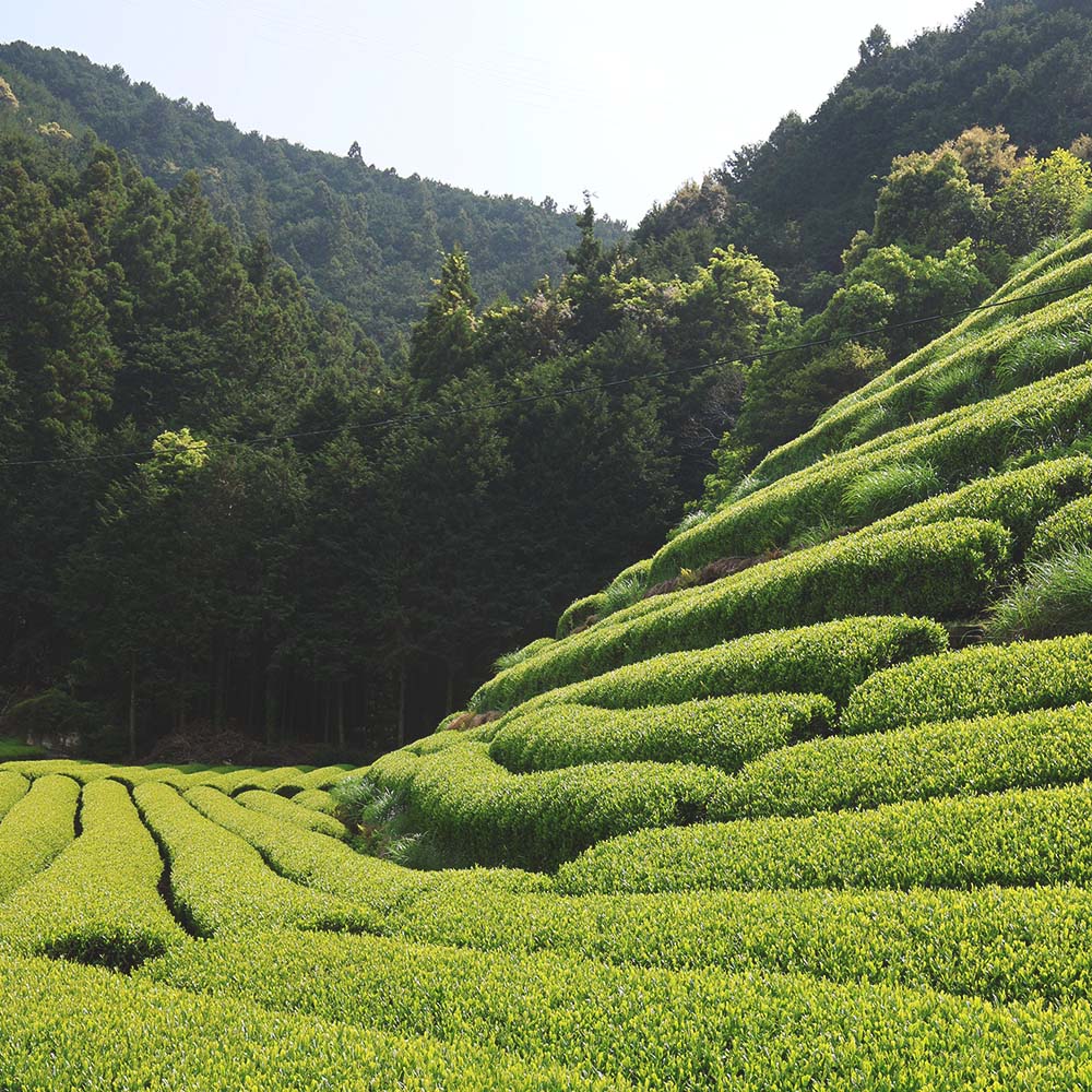 Japanese Sencha