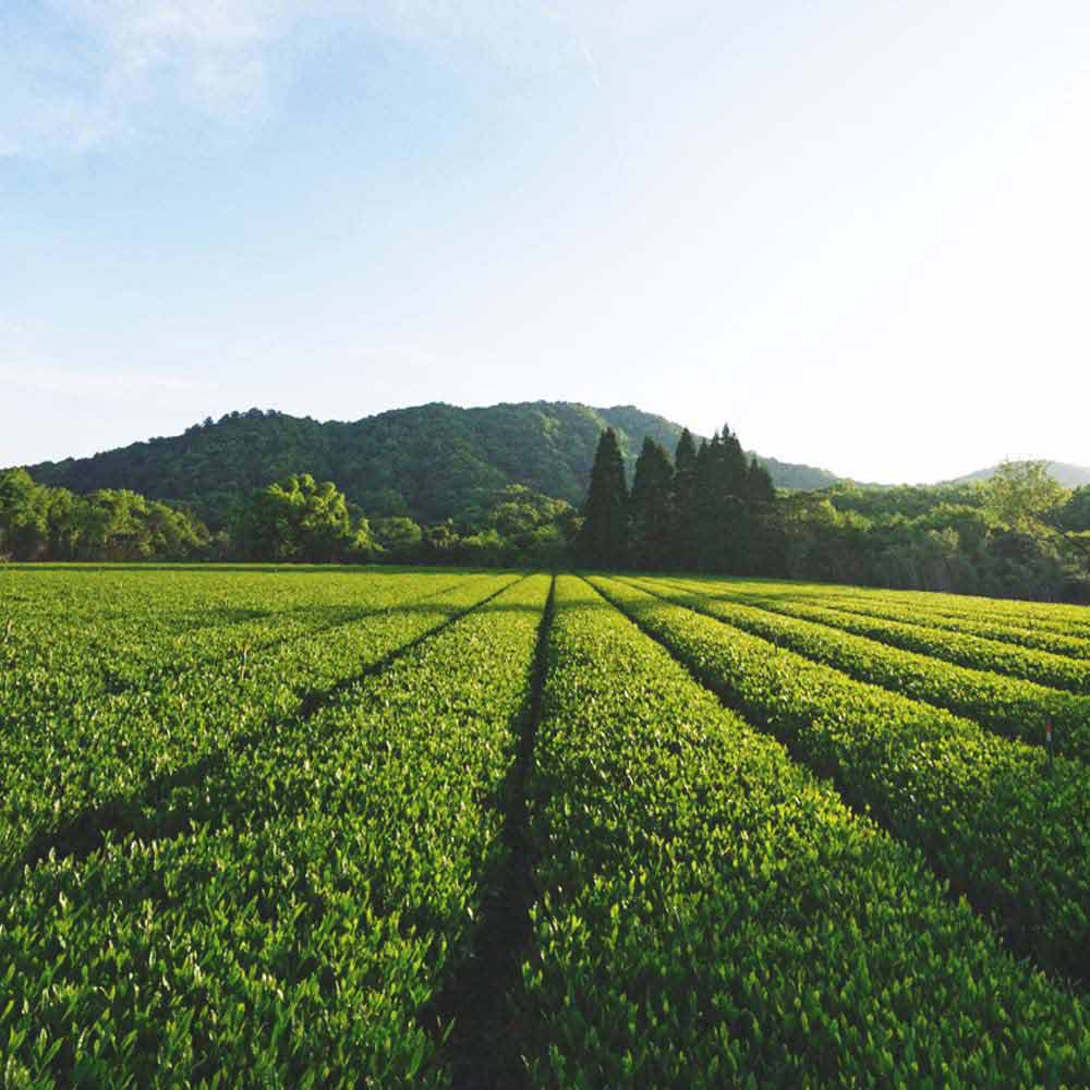 Japanese Hojicha Toasted Matcha