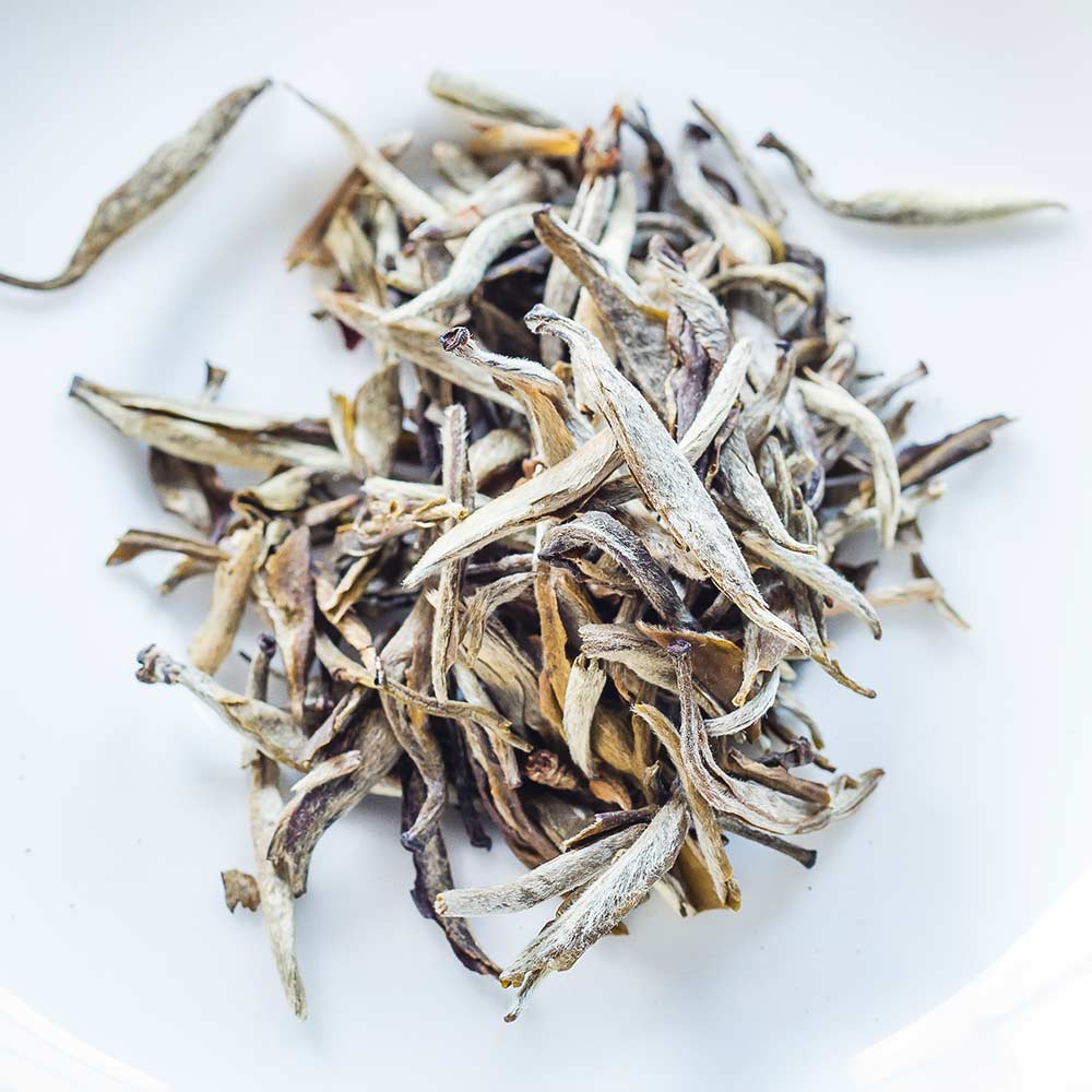 Loose leaf silver tip white tea on a white ceramic plate.