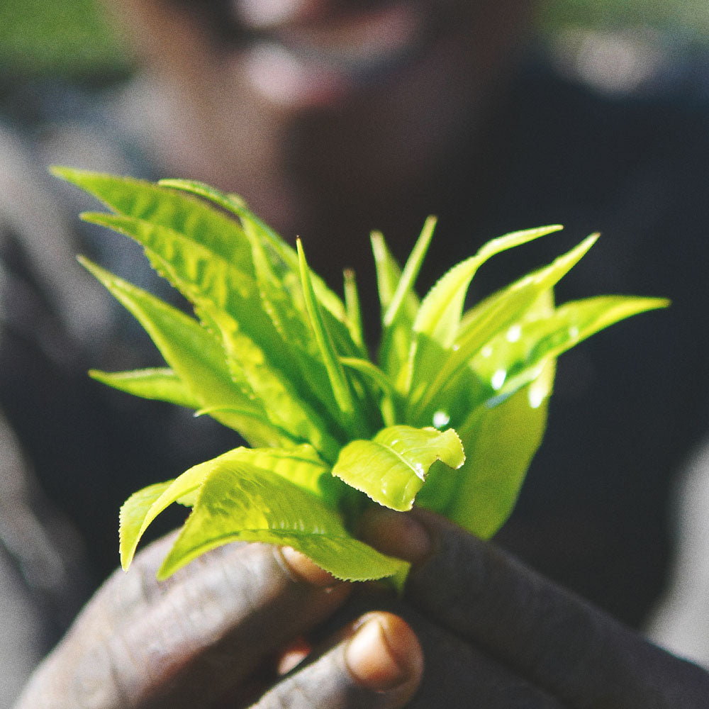 Malawi Green
