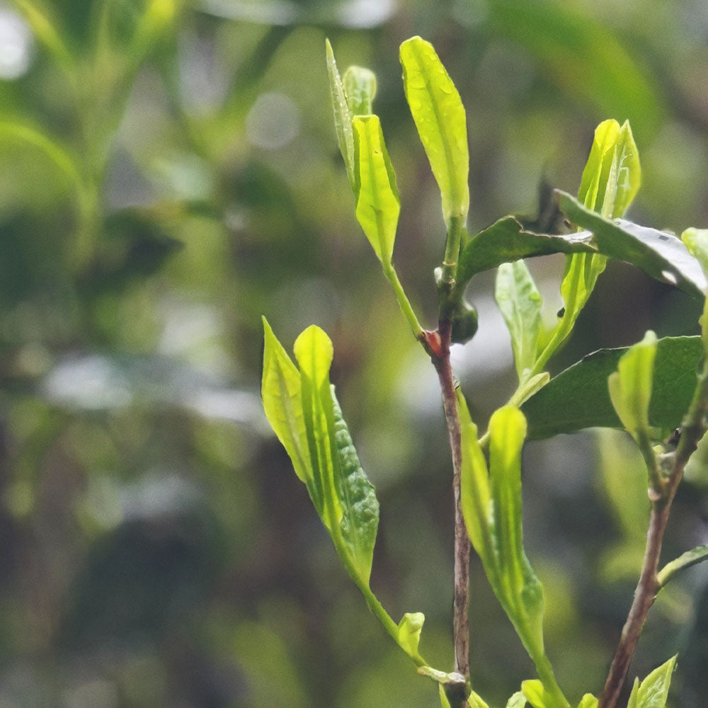 Mild Lapsang Souchong