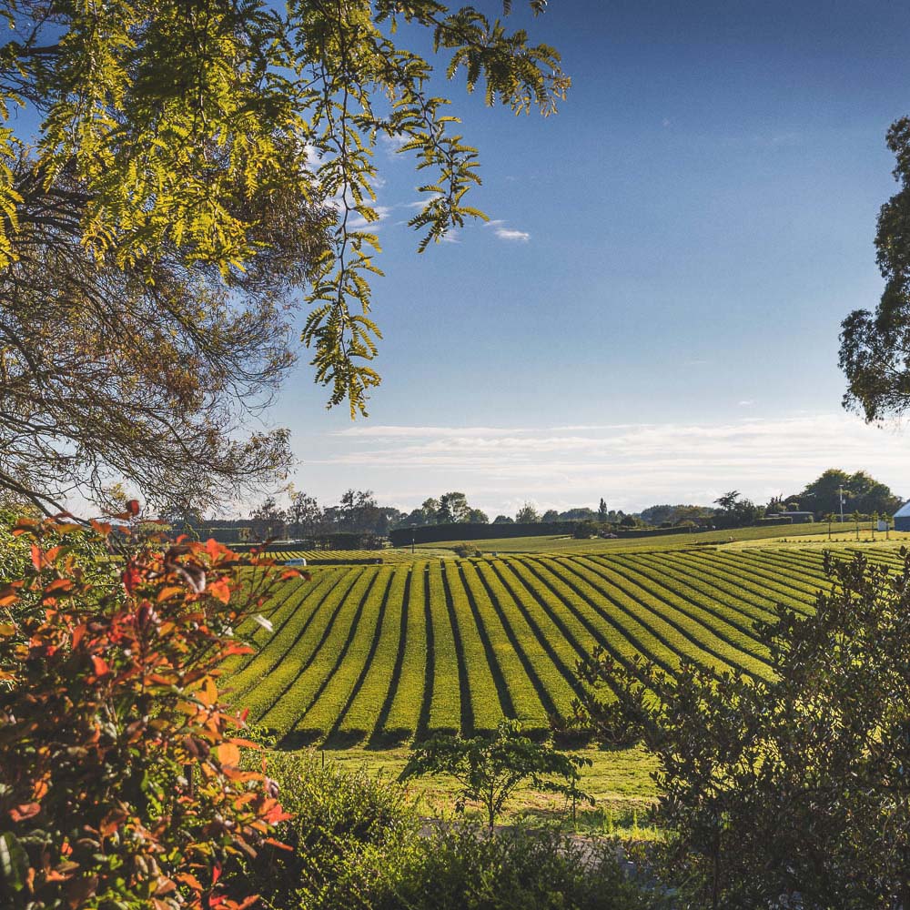 the tea fields where our New Zealand Waikato Black tea is grown