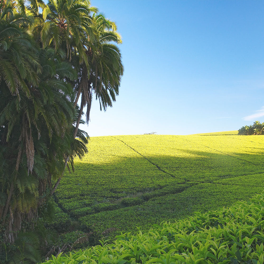 image of tea growing in a field