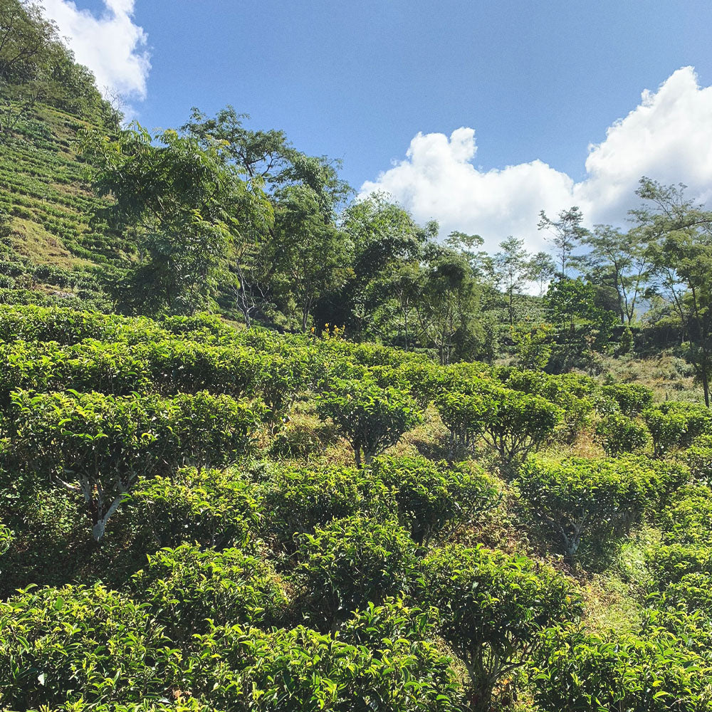 tree plants growing on the side of a hill