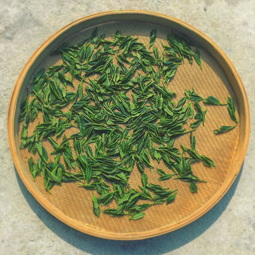 freshly harvested tea leaves used for our Rare Chinese Keemun tea