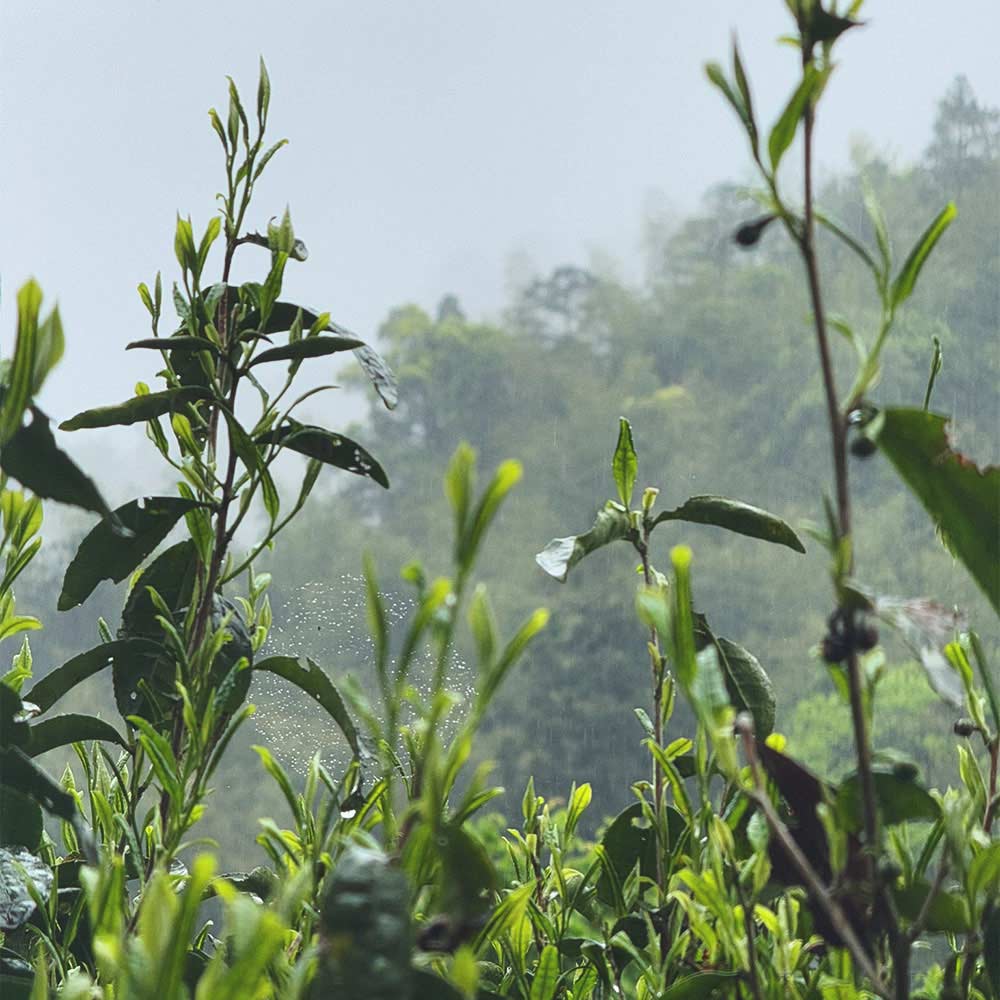 Rare Lapsang Souchong