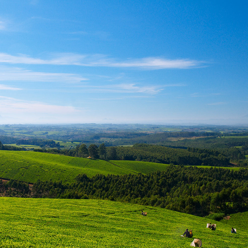 view over the rolling hills of tea growing fields in Malawi
