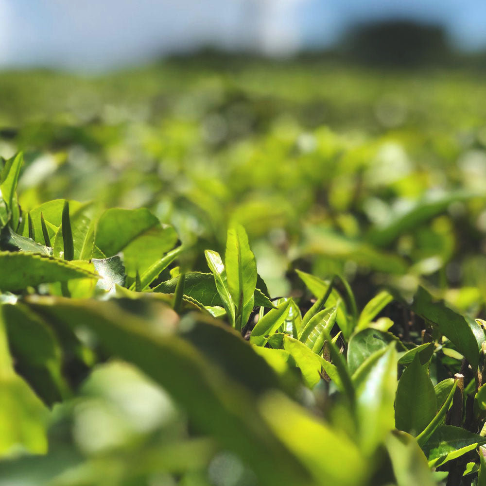 close up of leaves on a tea plant in a growing field