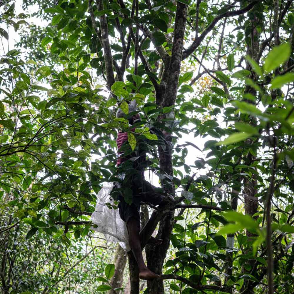 man harvesting vanilla up a tree