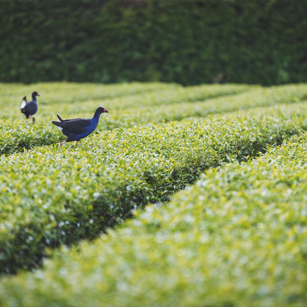 growing fields for our New Zealand Waikato Oolong