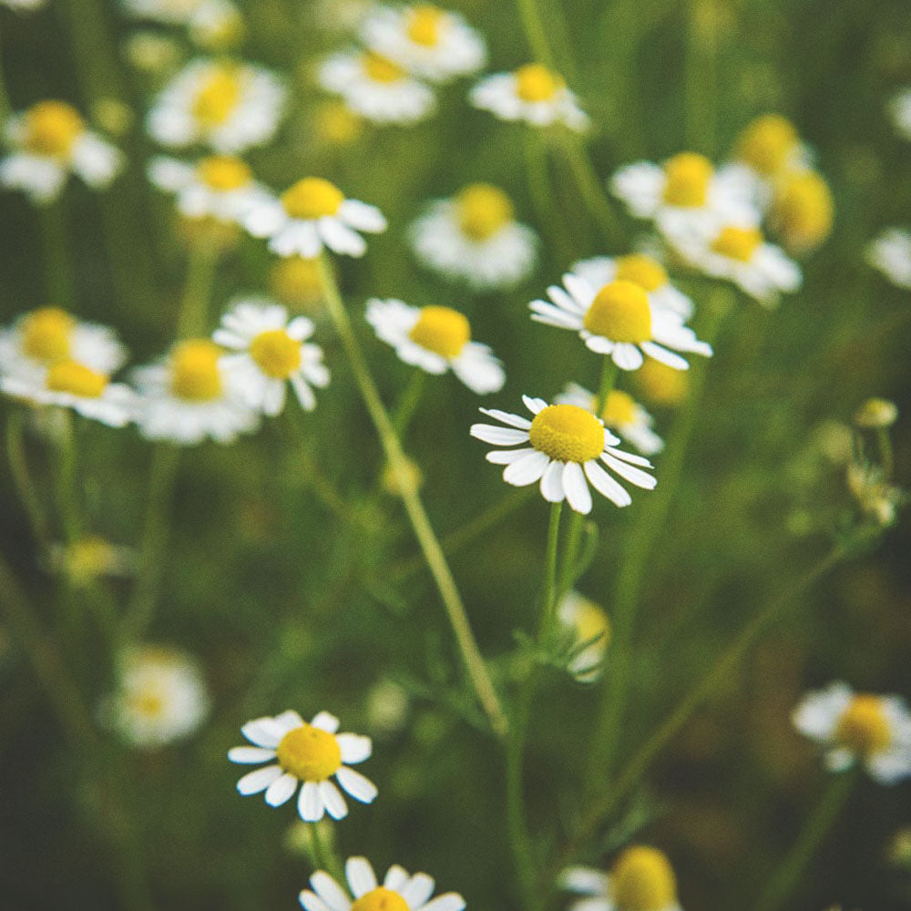 chamomile flowers growing in the wild