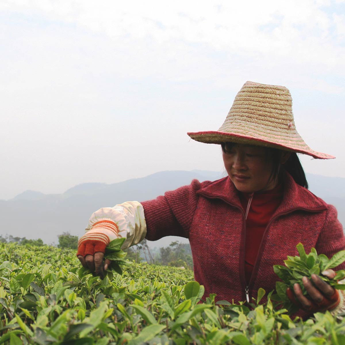 chinese women harvesting tea leaves
