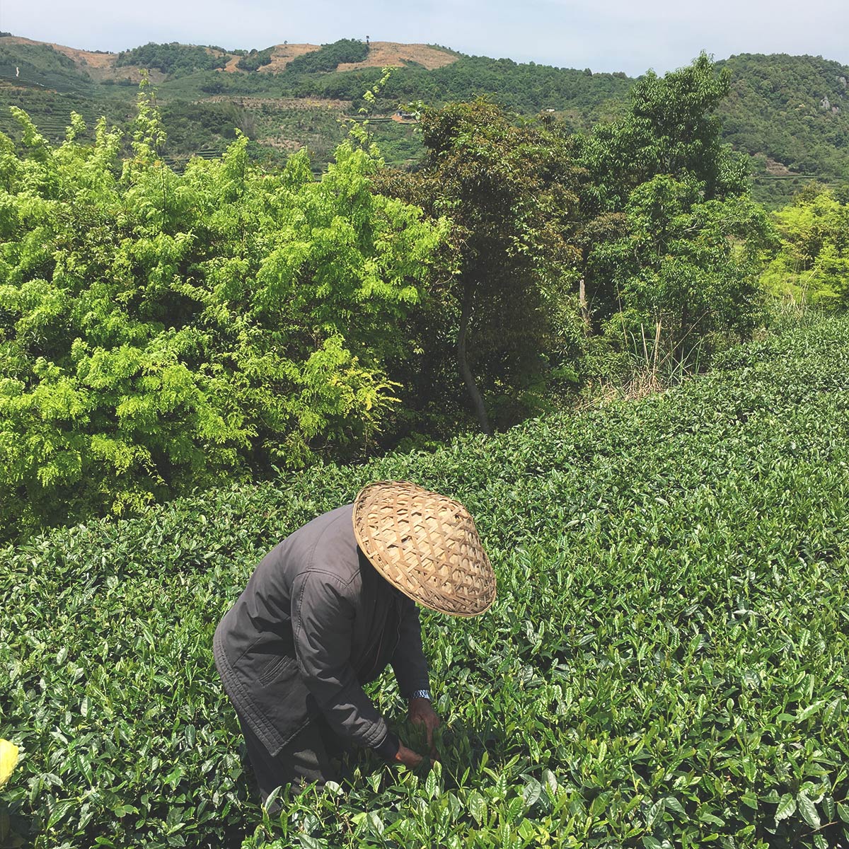 chinese man harvesting tea leaves at the side of a hill