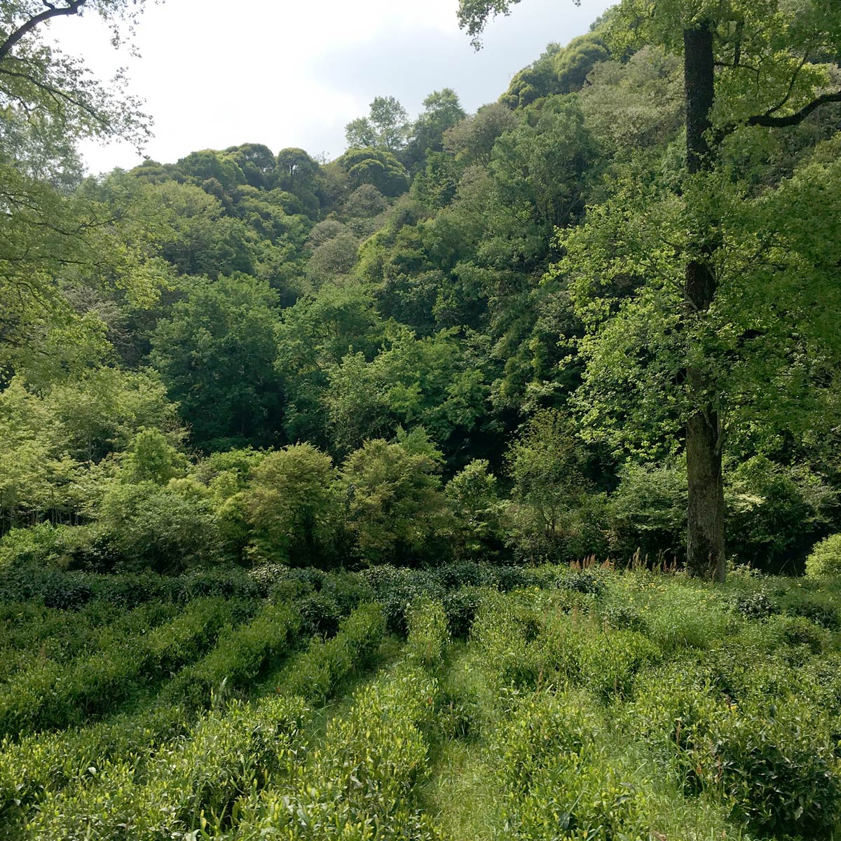 tea fields where our Rare Chinese Keemun is grown